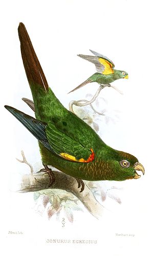 Fiery-shouldered parakeet